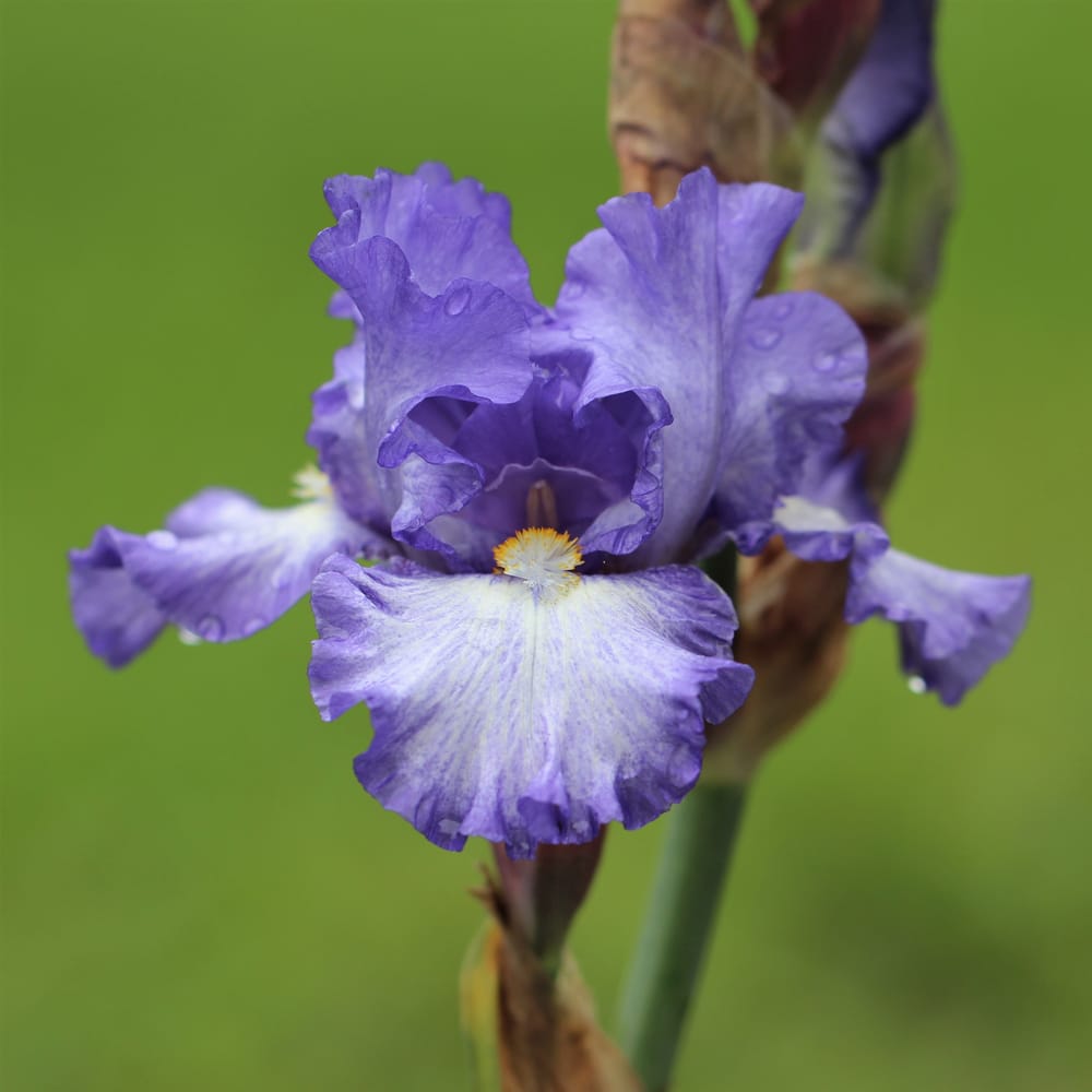 bearded iris