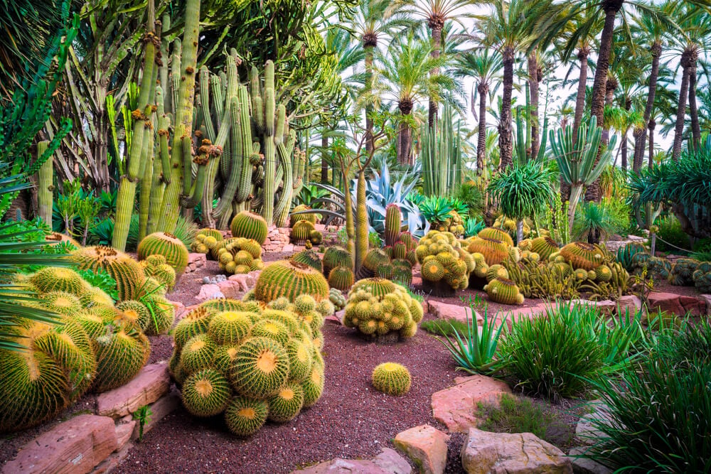 How to Grow Cactus Indoors & Outdoors