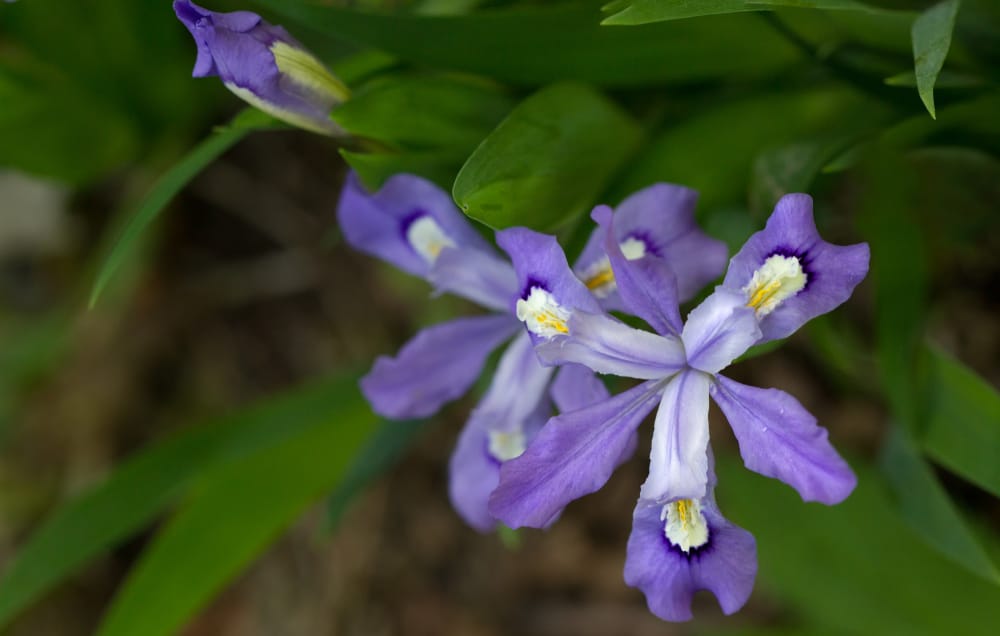 crested iris