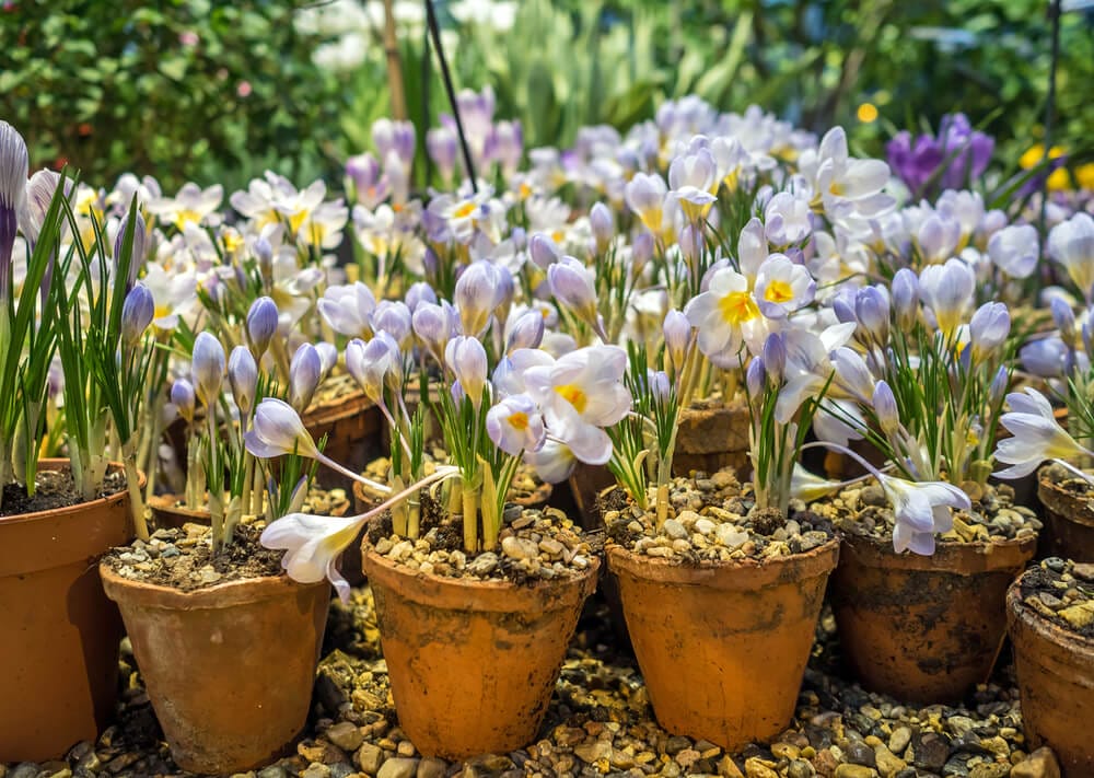 crocus in pots