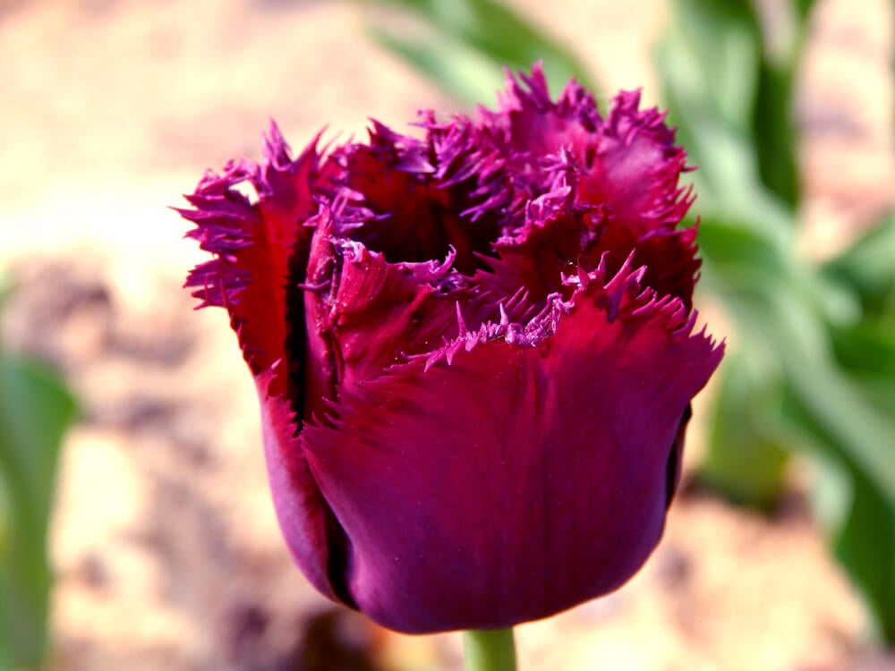 fringed tulip