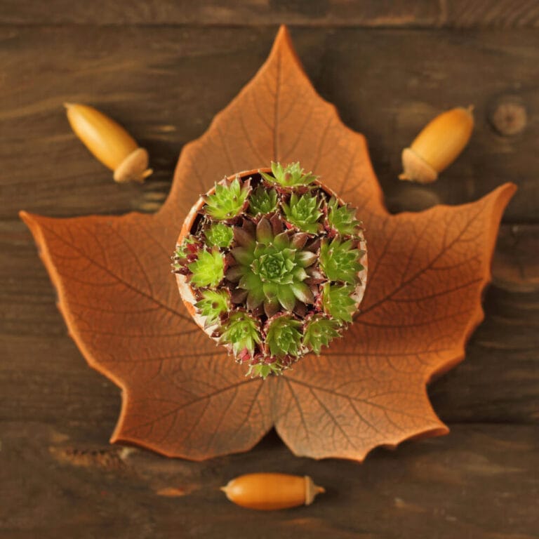 How To Grow Hens And Chicks Indoors & Outdoors The Gardening Dad