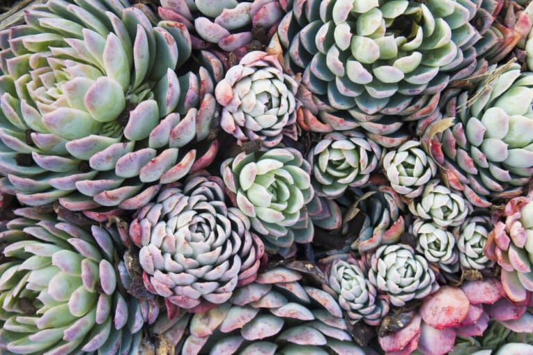 How To Grow Hens And Chicks Indoors & Outdoors The Gardening Dad