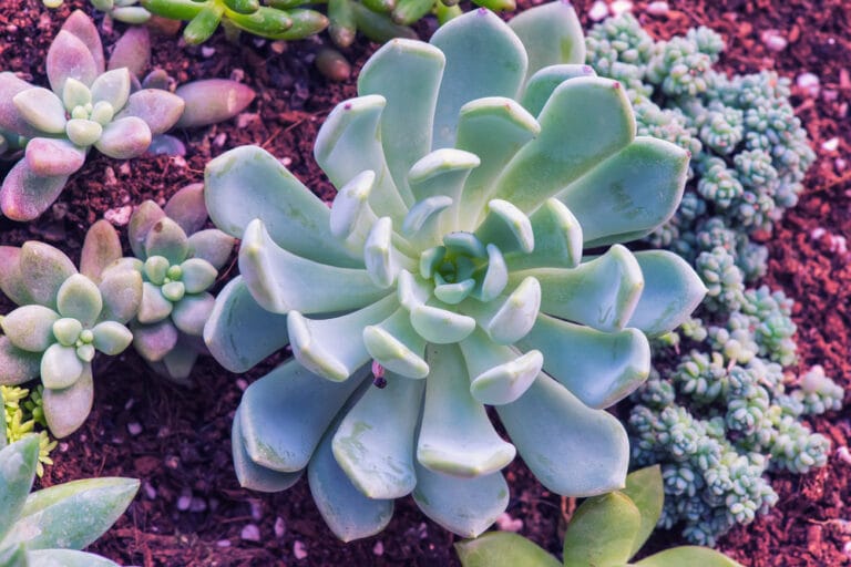 How To Grow Hens And Chicks Indoors & Outdoors The Gardening Dad