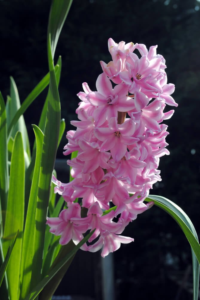 hyacinth anna marie