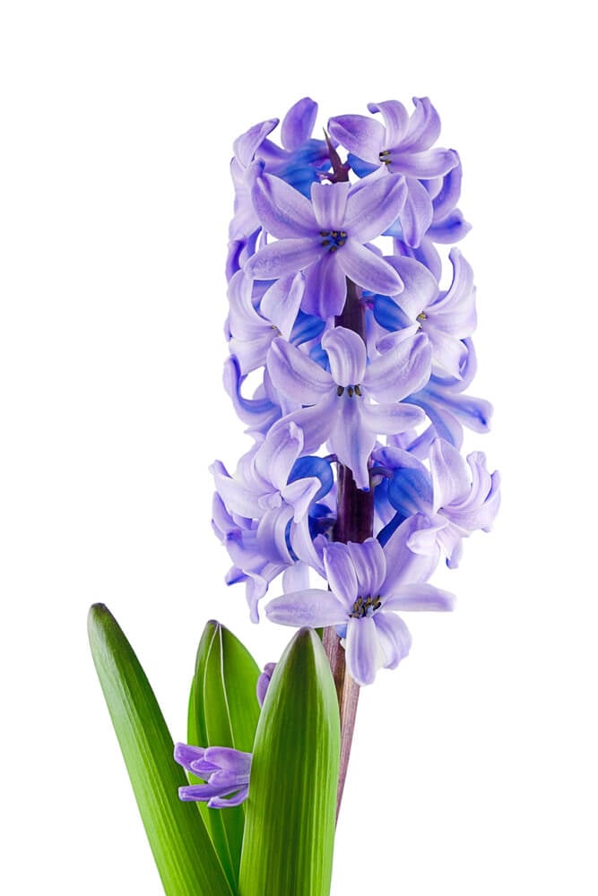 hyacinth blue festival