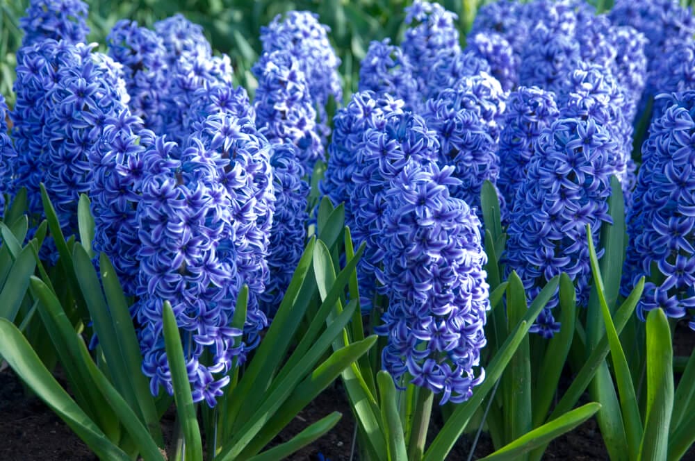 hyacinth blue jacket