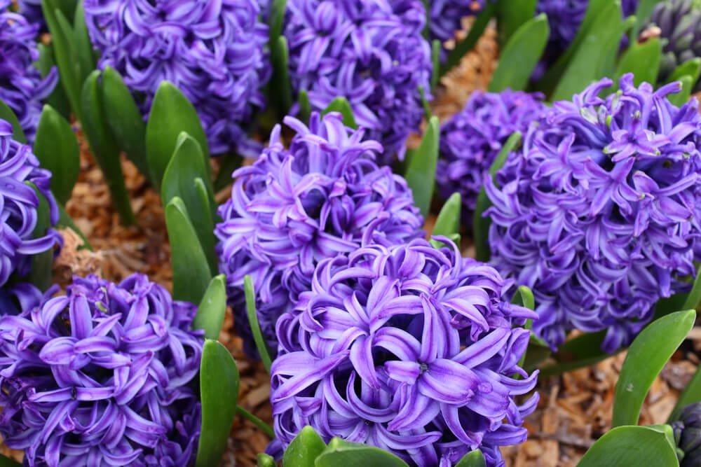 hyacinth blue star