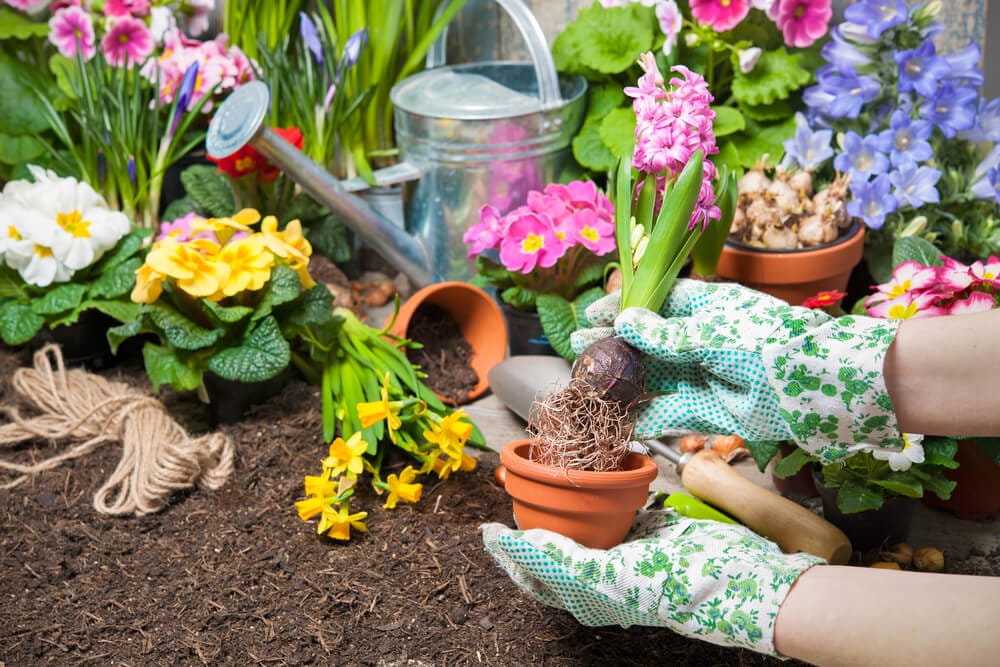 hyacinth fertilizer