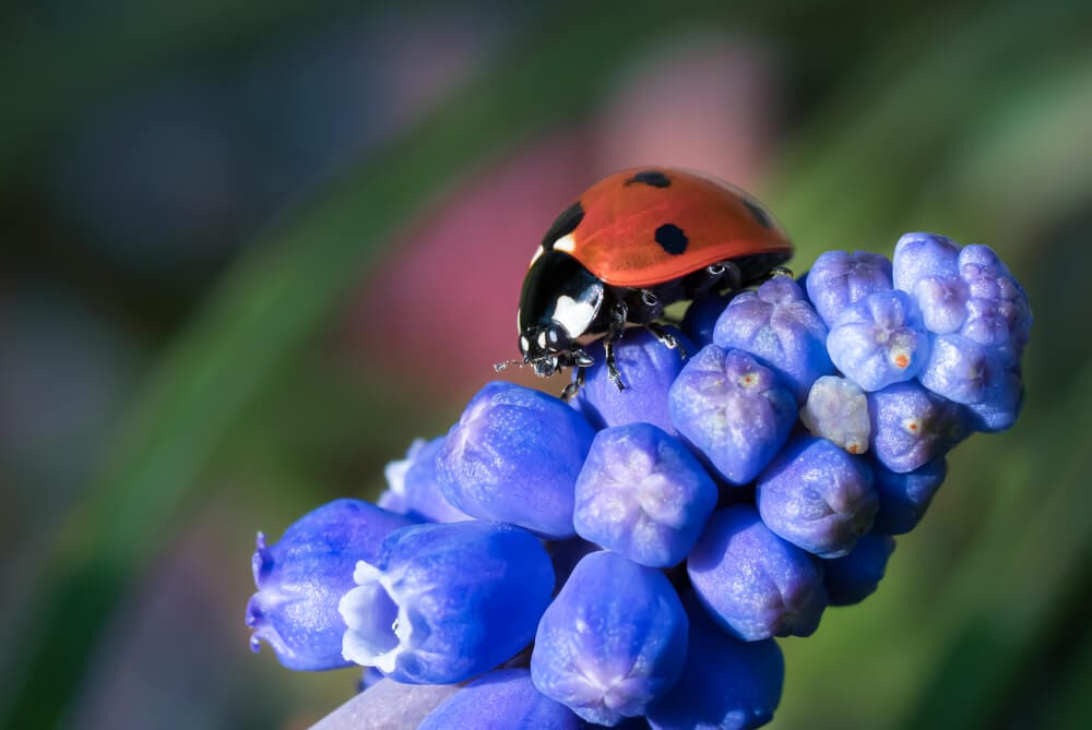 hyacinth pests