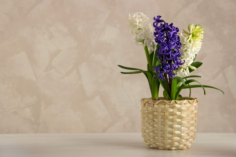 hyacinths in pots