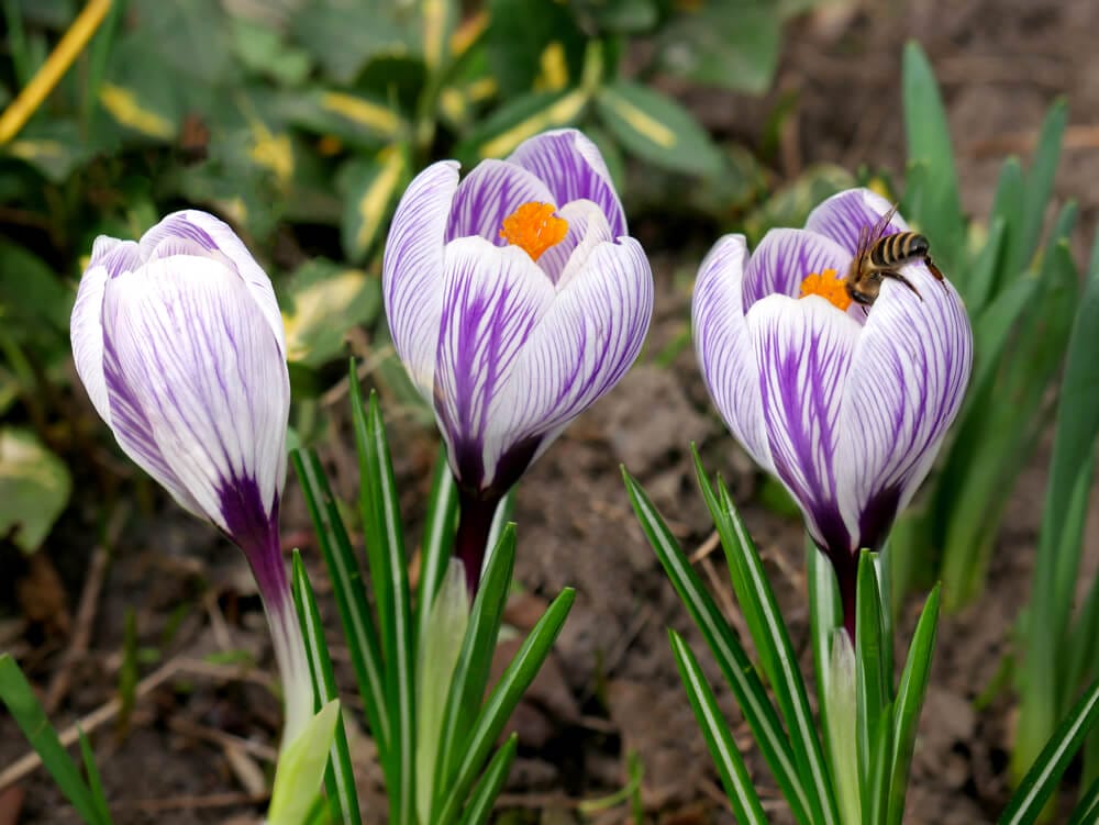 pickwick crocus