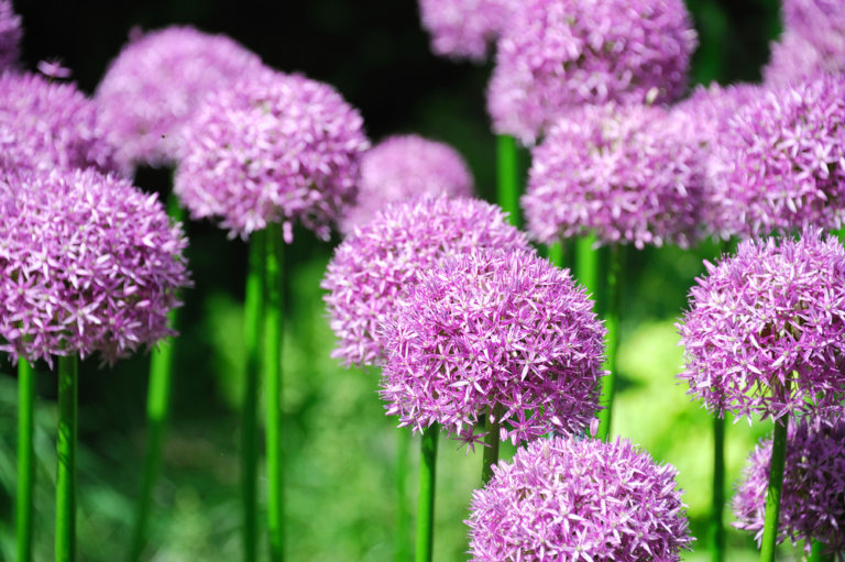 How to Growing Ornamental Alliums - The Gardening Dad