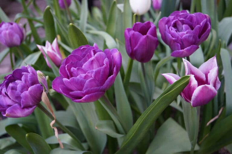 How to Grow Tulips & Growing Tulips Indoors The Gardening Dad