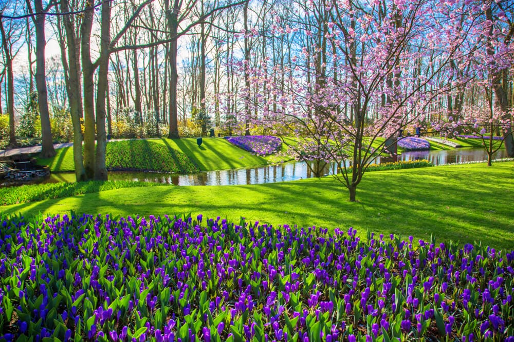 crocus garden