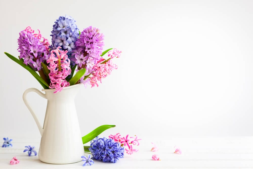 hyacinths in the spring