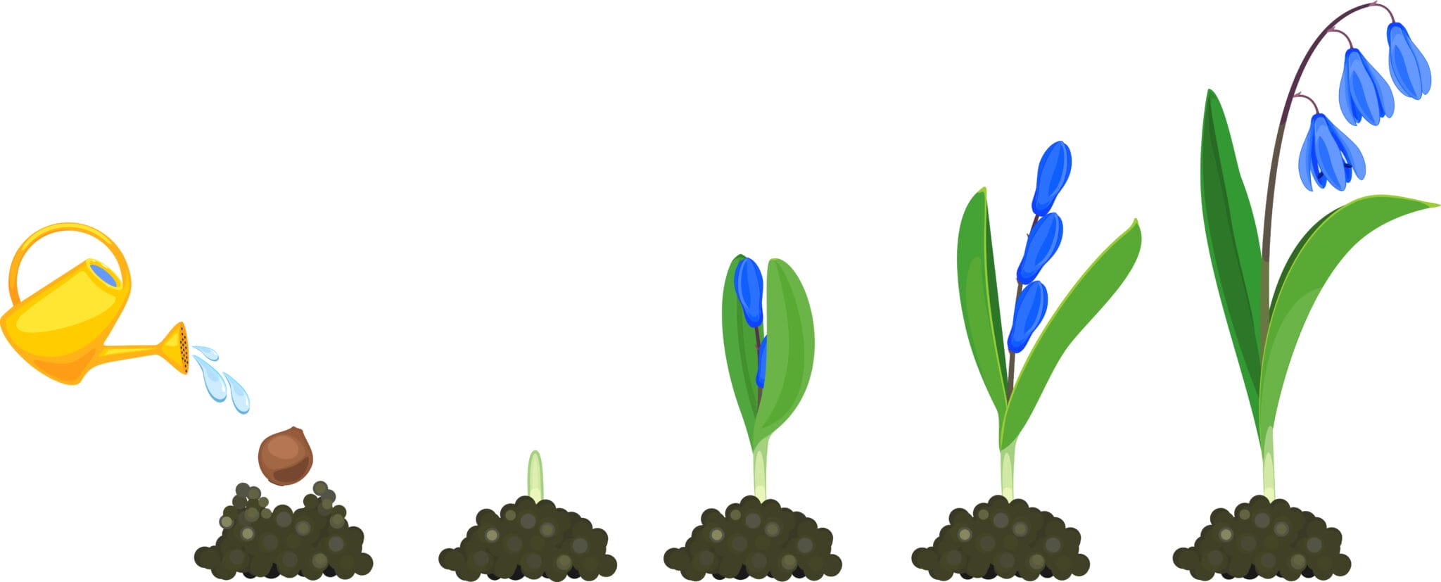How to Grow Glory of Snow for Beginners - The Gardening Dad
