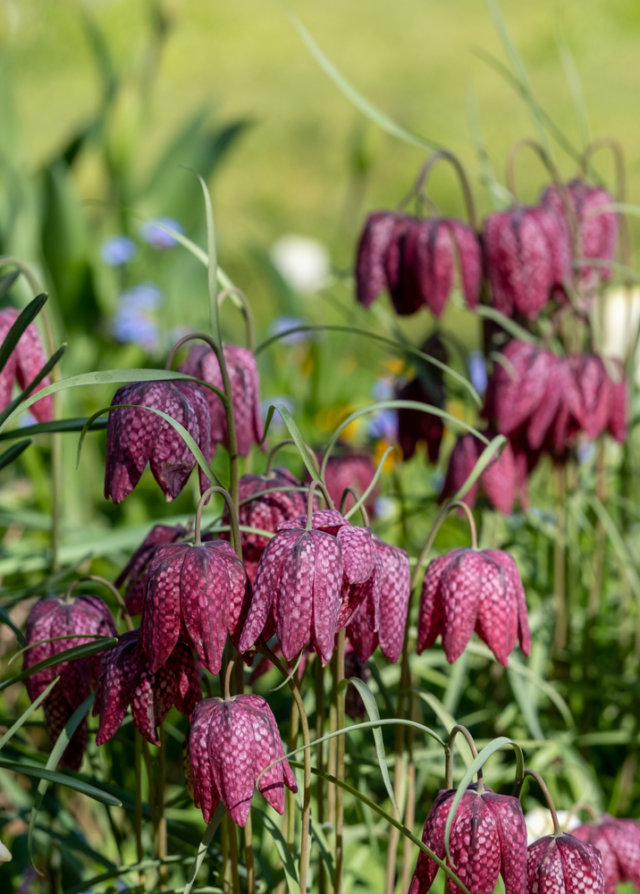 How To Grow Fritillary From Bulbs (2 EASY Steps For Beginners) - The ...