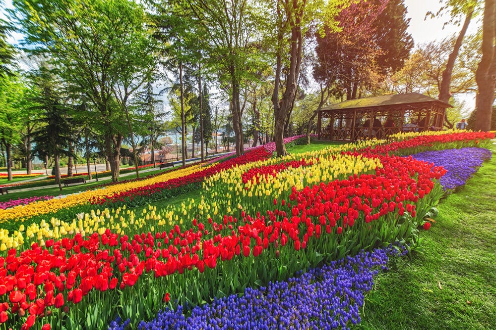 hyacinth garden