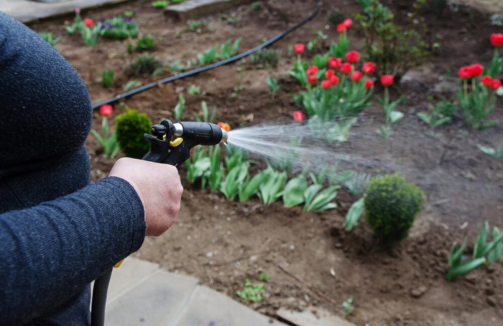 watering crocus