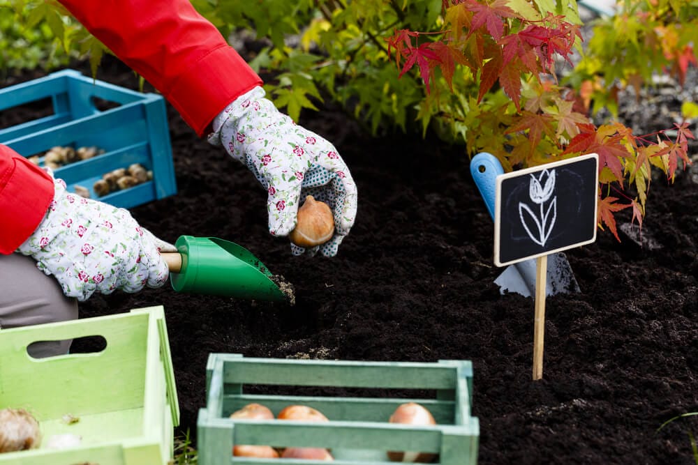 planting crocus bulbs