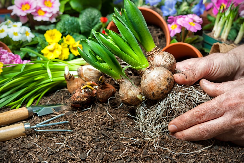 planting hyacinths