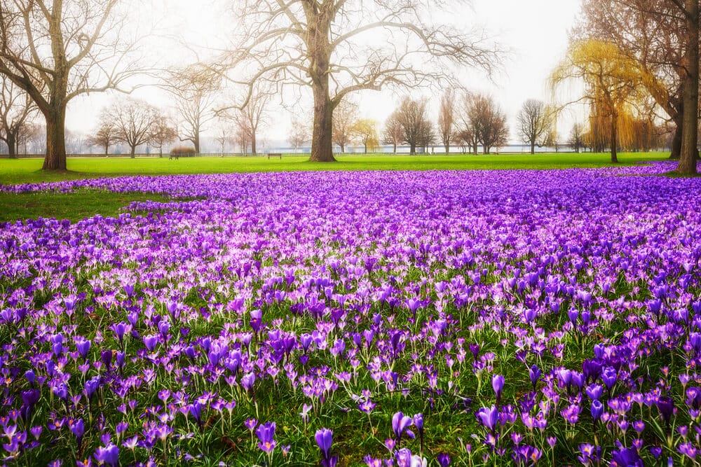 crocus flower garden