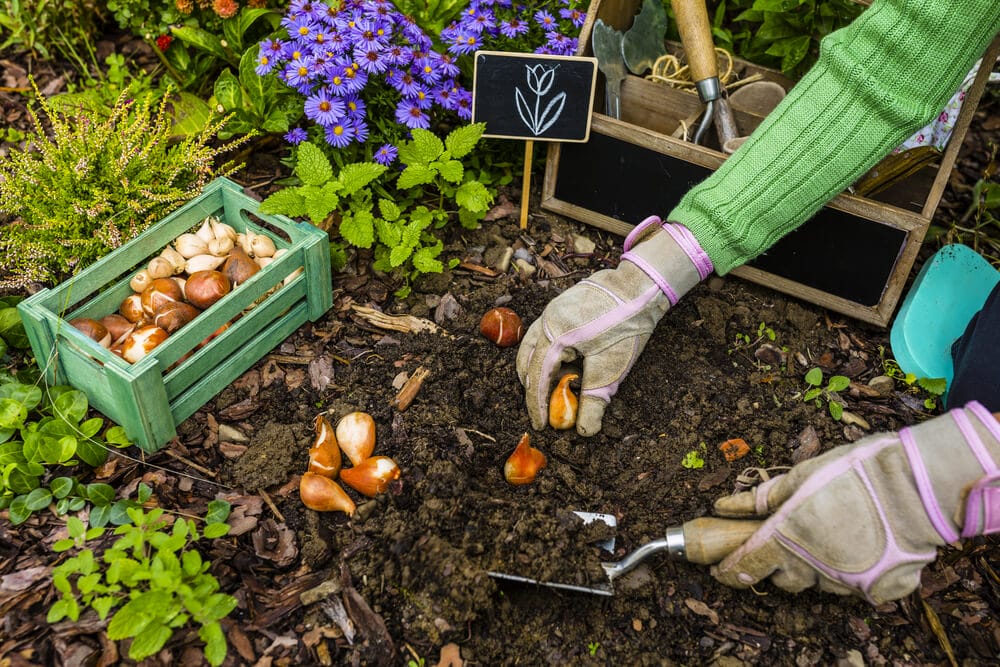 Planting Iris Bulbs