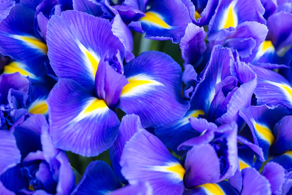 Iris Blooms