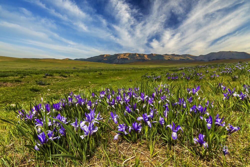 Planting Iris