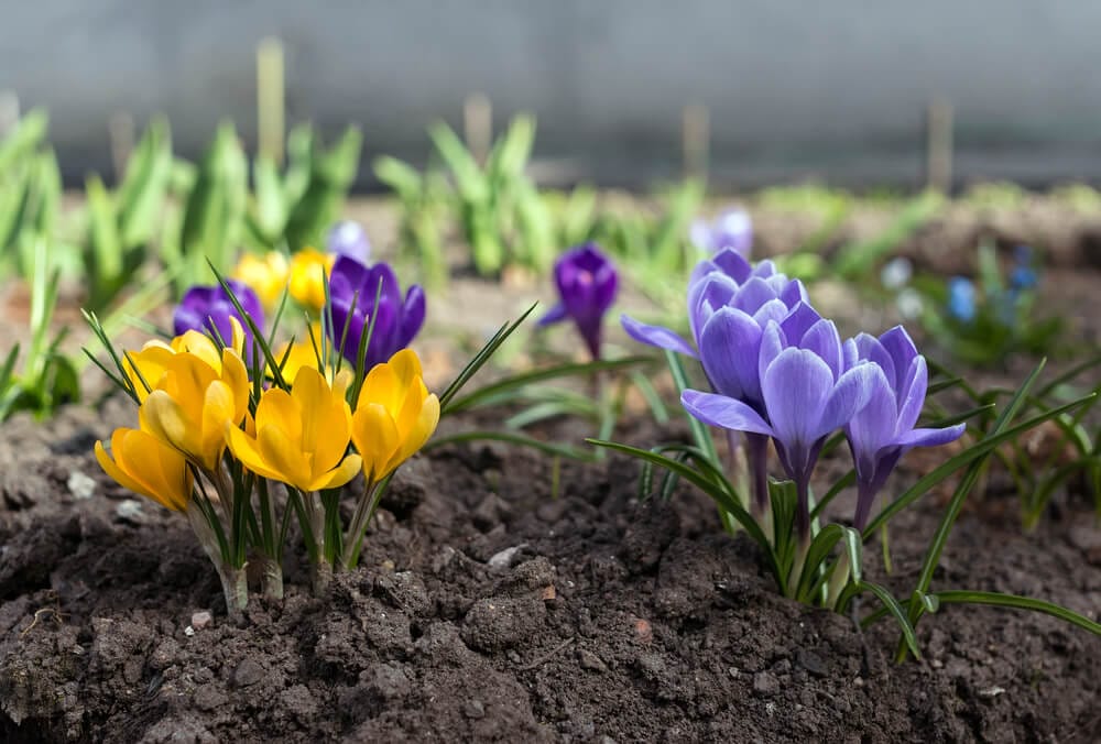 crocus growing in spring