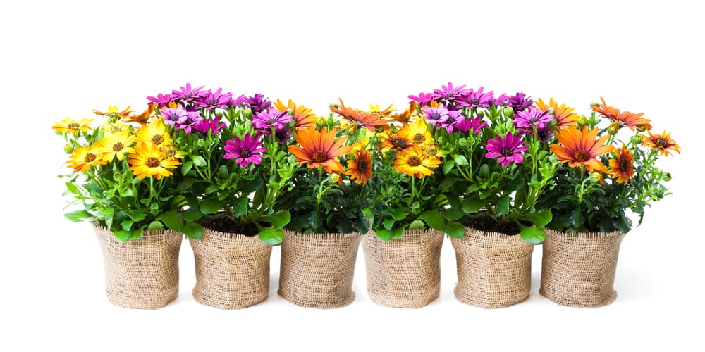 gardenings pots