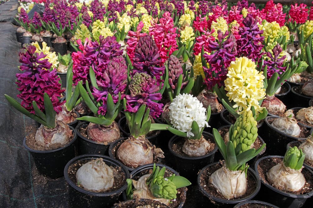 hyacinth bulbs