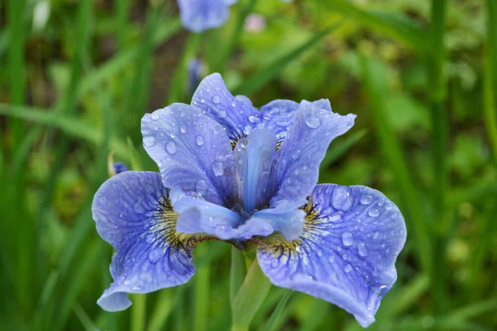 watering iris