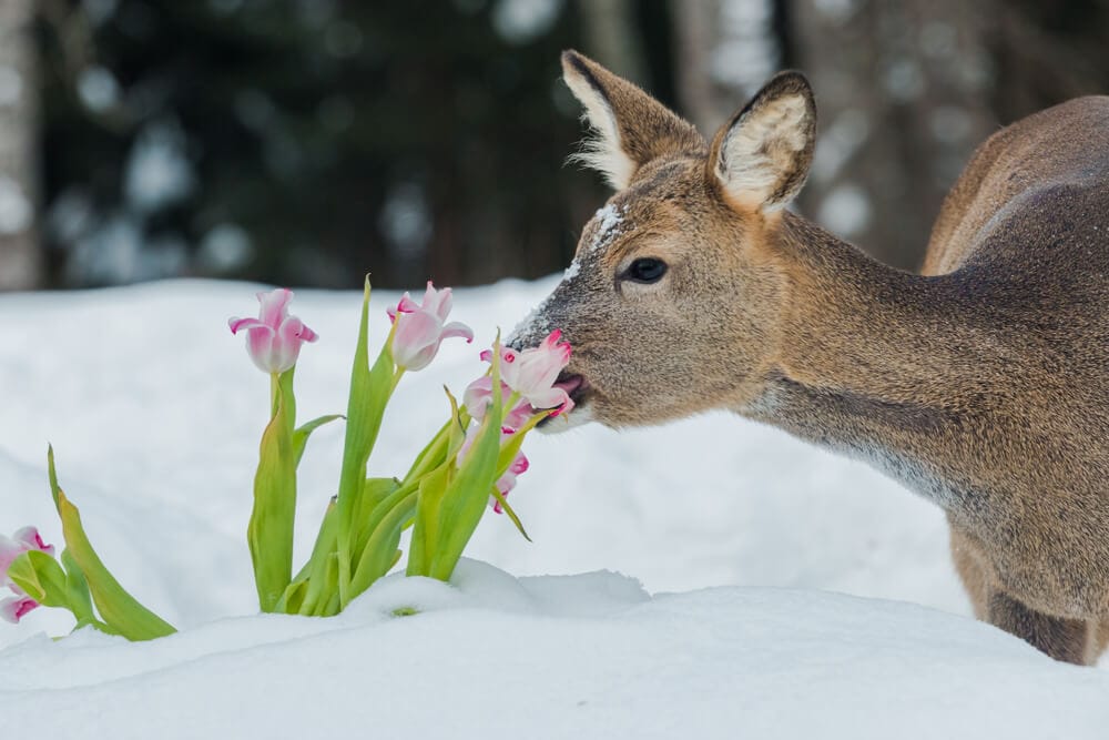 tulip pests