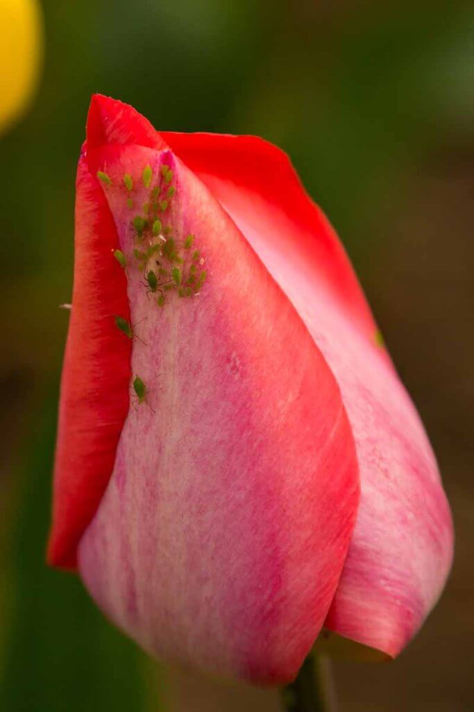 tulips aphids