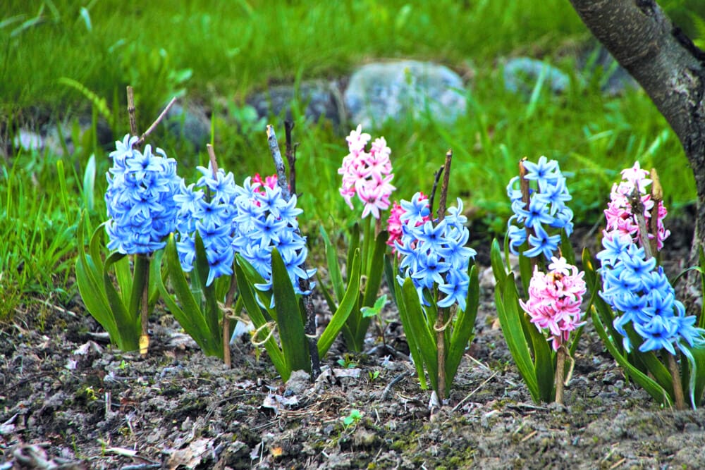 watering hyacinths