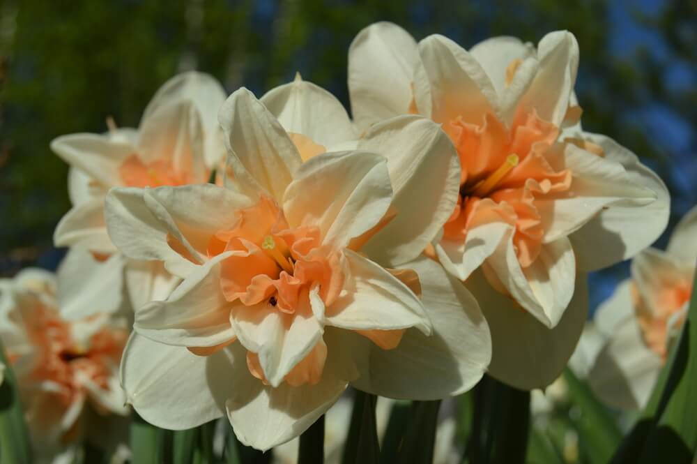 double daffodils