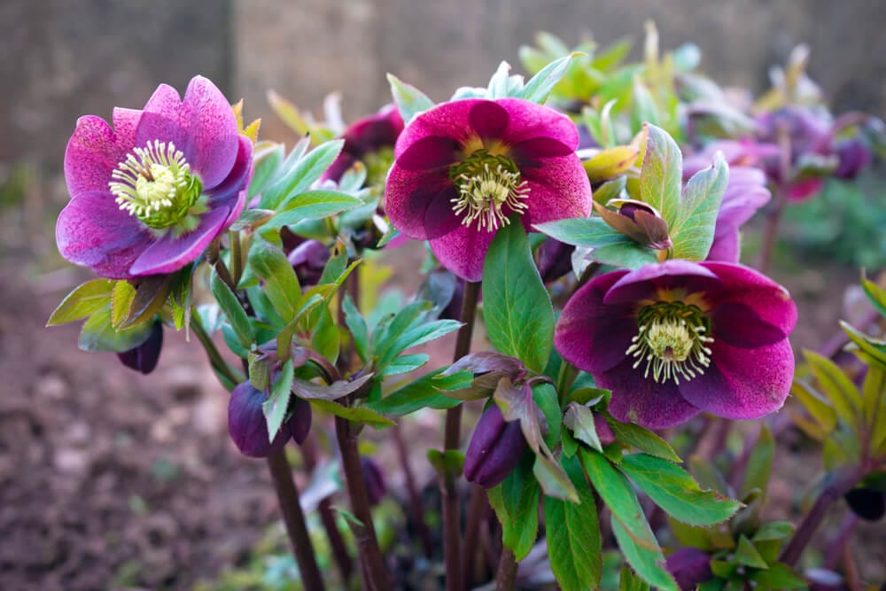 hellebores 