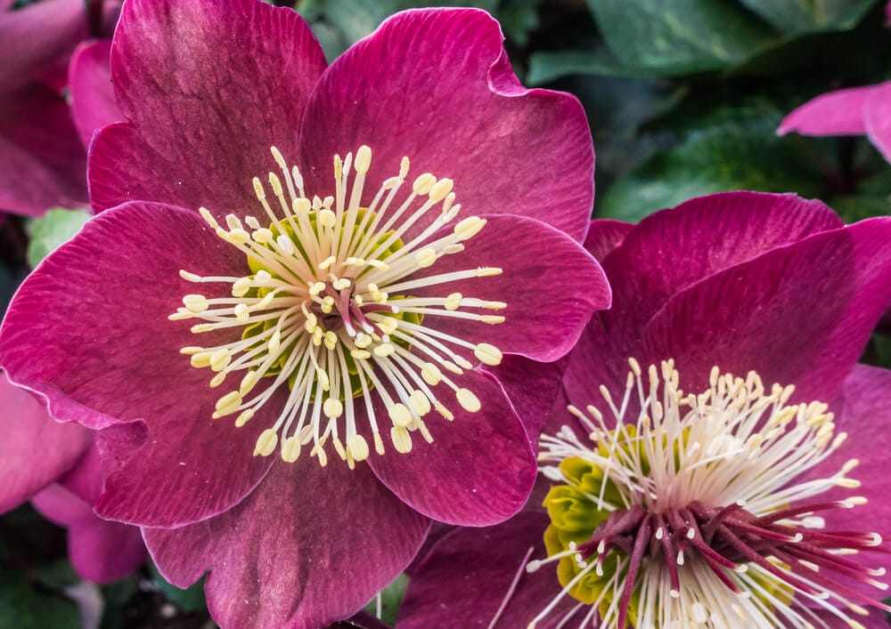 hellebores 3