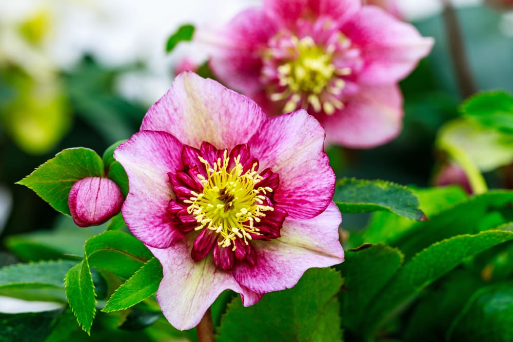 hellebores