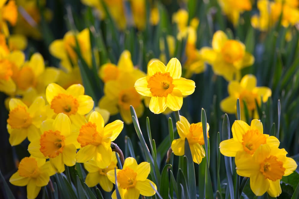 long cup daffodil