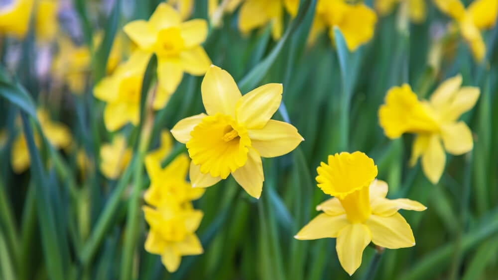 How to Grow Daffodils