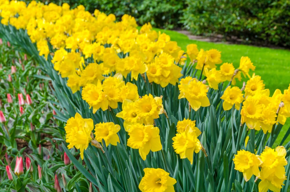 feeding daffodils