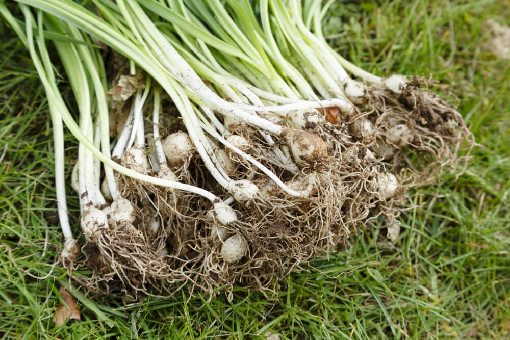 snowdrop bulbs