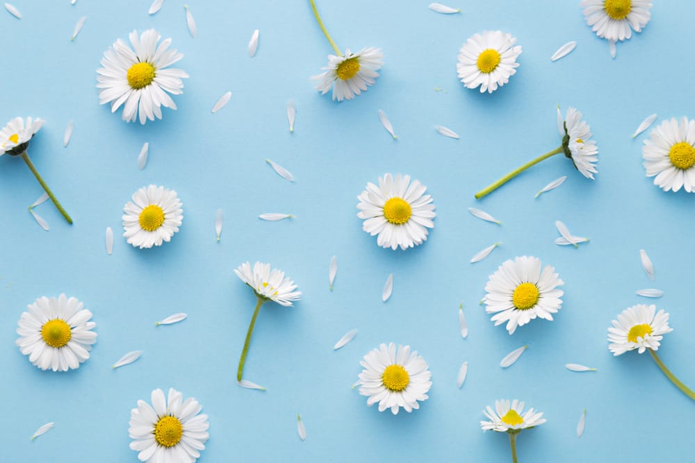 planting daisies