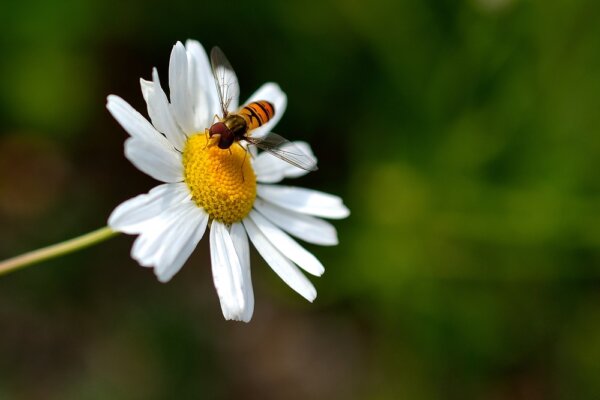 How To Grow Daisies For Beginners 2 Quick Tips The Gardening Dad