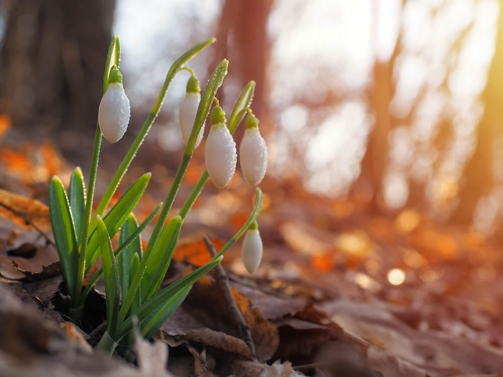 snowdrops growing