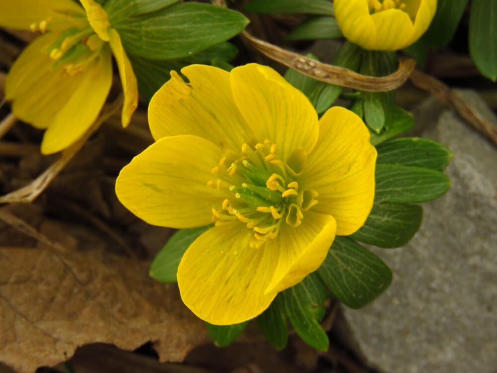 winter aconites