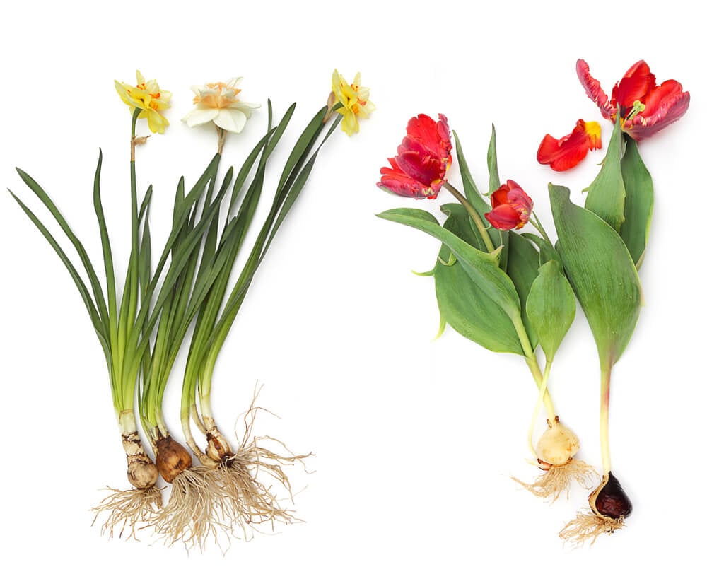 How to Grow Daffodils